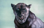 Alain Van Cotthem - panthre noire