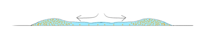 L'eau en mouvement à entrainé les pigments et l'auréole se forme en périphérie formation du feston